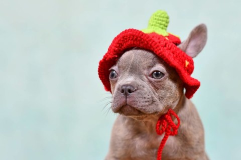 Cute young Lilac Brindle French Bulldog dog puppy with knitted strawberry hat