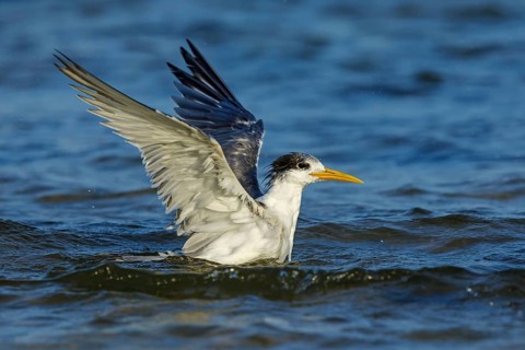 Common Tern, flight photo, (Thalasseus bergii), swimming in water, East Khawr / Khawr Ad Dahariz,
