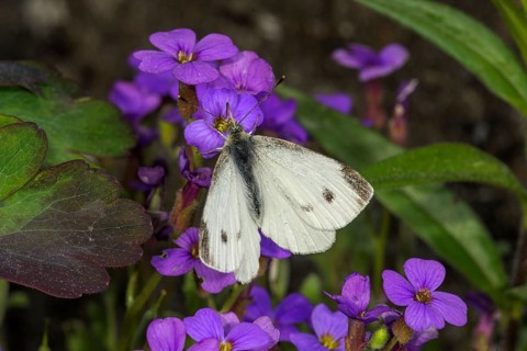 A Small white (Pieris rapae) sitting on flowers of Blue Caucasus (Aubrietta), Baden-Württemberg,