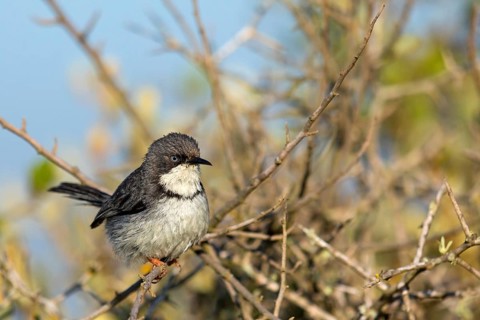 Collared Apalis, (Apalis thoracica), Bar-throated Apalis, Apalis a collier, Apalis acollarado, West