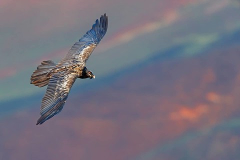 Bearded vulture, bearded vulture (Gypaetus barbatus), Gypaetus barbatus meridionalis, Giant's