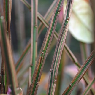 Euonymus alatus, Bautzen, Germany, Europe