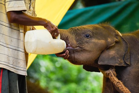 An animal keeper feeds a wild elephant calf, which was rescued after she stray away from her herd,