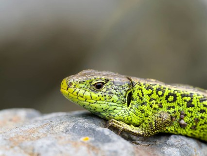 Sand lizard (Lacerta agilis), male on a stone, Wetzlar, Hesse, Germany, Europe