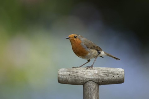 European robin (Erithacus rubecula) adult bird on a garden fork handle, Suffolk, England, United