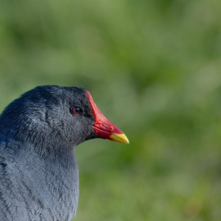 Moorhen, moorhen rail (Gallinula chloropus), portrait, close-up of head, looking to the right,