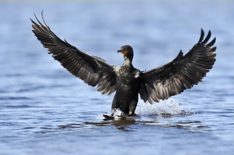 European Cormorant (Nannopterum auritus, Phalacrocorax auritus) landing in the water, Myakka River