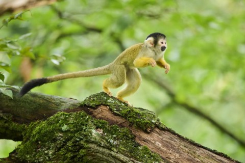 Common squirrel monkey (Saimiri sciureus) jumping in a tree, captive, distribution South America