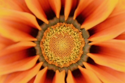 Gazania or Mittagsgold 'Kiss Orange' (Gazania hybride), flower detail, ornamental plant, North