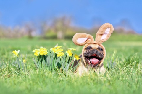 Funny Easter French Bulldog dog with rabbit costume ears and open mouth next to daffodil spring