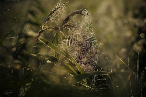 The sun rises over a field near Born am DarÃŸ and breaks in a spider's web covered in morning dew.