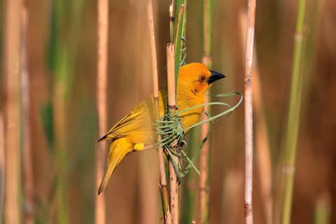 Eastern golden weaver (Ploceus subaureus), adult, male, starts nesting, Saint Lucia Estuary,