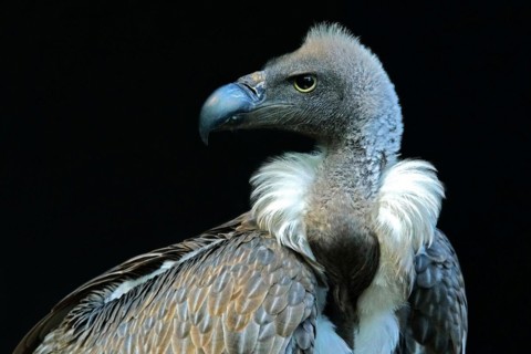 Animal, animals, bird, birds, vulture, griffon vulture (Gyps fulvus), portrait, Bavaria, Federal