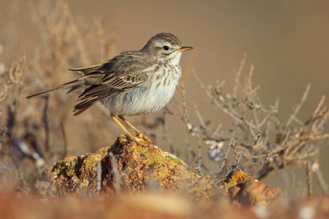 Canary Island pipit, (Anthus bertheloti) Songbird, family of stilts and pipits, Lanzarote, Canary