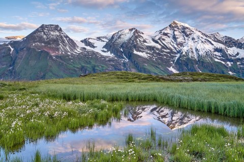 Cotton grass with mountain panorama and reflection, snow, Grossglockner High Alpine Road, Hohe