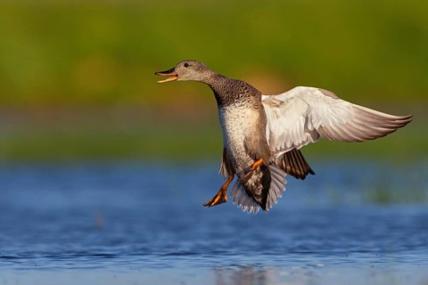 Gadwall, (Anas strepera), Mareca strepera, Wagbachniederung, Calera Y Chozas, Baden-Württemberg,