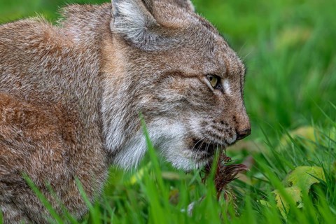 Close-up of hunting Eurasian lynx (Lynx lynx) devouring prey in grassland, meadow