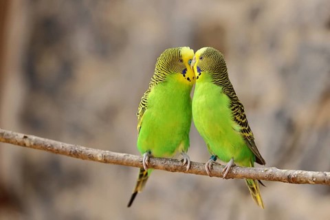 Budgie (Melopsittacus undulatus), adult, natural colours, pair on a branch, social behaviour,