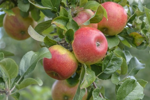 Apple (Malus domestica 'Alkmene'), State Research Centre for Agriculture and Fisheries, Guelzow,