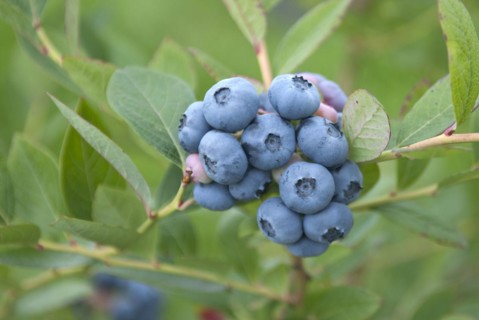 Blueberry (Vaccinium corymbosum 'Nelson'), Krietzschwitz, Saxony, Germany, Europe