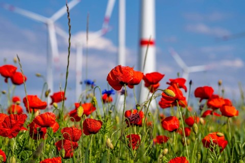 Wind farm, field with flower strips, insect-friendly border of fields with mixed flowers, poppies,