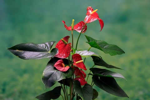 Flamingo flower (Anthurium), flowering, houseplant, Ellerstadt, Germany, Europe