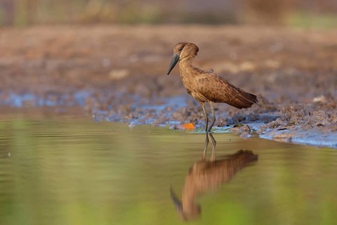 Hammerhead, Hammerhead, Hamerkop, (Scopus umbretta), Ombrette africaine, Avemartillo, Shadebird,