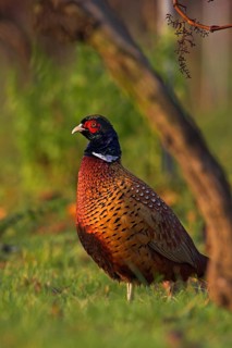 Pheasant (Phasianus colchicus), Faisan de Colchide, Faisan de chasse, Faisan Vulgar, Bad Dürkheim