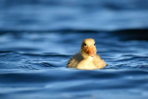 Chicks of wild feral domestic ducks (Anas platyrhynchos) in a park in Buenos Aires, Argentina,