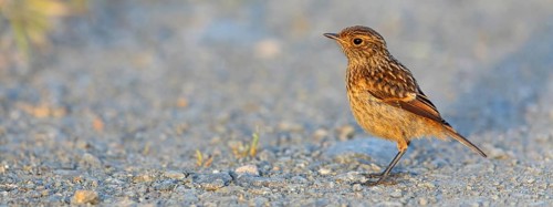Stonechat, (Saxicola torquata), foraging, female, Eich, Rhineland-Palatinate, Germany, Europe