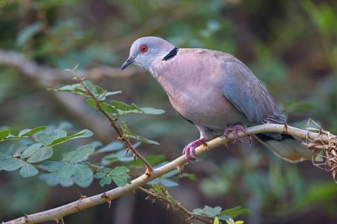 Mourning collared dove (Streptopelia decipiens), Lamin rice fields, Abuko, South Bank, Gambia,