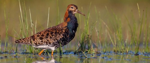 Ruff (Philomachus pugnax), male, Narew, Bialystok, Podlasie, Poland, Europe