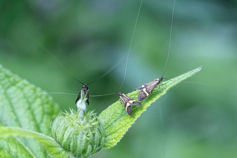 Longhorn butterfly (Nemophora degeerelle), Emsland, Lower Saxony, Germany, Europe