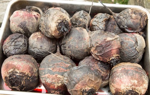 Close up of cooked roasted beetroot roots in metal tray, UK