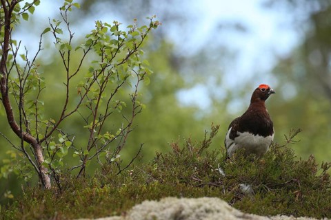 Willow ptarmigan (Lagopus lagopus) securing cock, Lofoten, Norway, Scandinavia, Europe