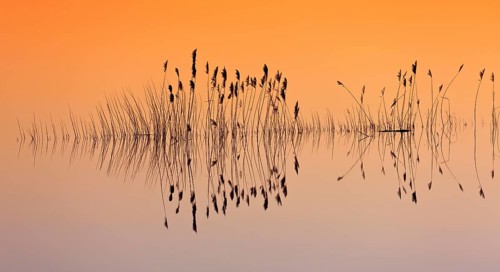 Reflection of reed stems silhouettes in water of pond at sunset in winter