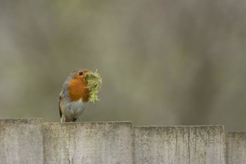European robin (Erithacus rubecula) adult bird on a garden fence with nesting material in its beak
