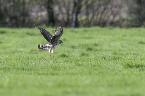 Hen harrier (Circus cyaneus), Emsland, Lower Saxony, Germany, Europe