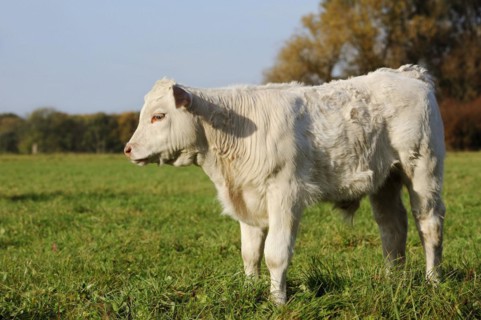 Charolais cattle (Bos primigenius taurus), calf on a pasture, North Rhine-Westphalia, Germany,