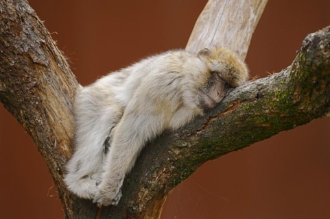 Barbary macaque (Macaca sylvanus) sleeping on a tree, captive, occurring in Morocco, Algeria and