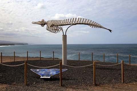 Skeleton of common beaked whale at El Cotillo, Fuerteventura, Canary Islands, Spain, Europe