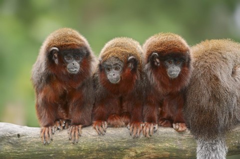 Red jumping monkey or red titi (Plecturocebus cupreus, Callicebus cupreus), captive, occurring in