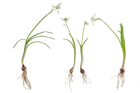Double snowdrops (Galanthus Nivalis Flore Pleno) on a white background, Bavaria, Germany, Europe