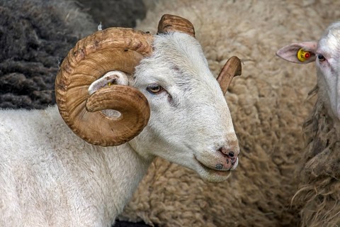 Male, shorn Moorschnucke with horn (Ovis aries), Rehna, Mecklenburg-Vorpommern, Germany, Europe
