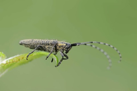 Scheckhorn thistlebuck or nettlebuck (Agapanthia villosoviridescens), North Rhine-Westphalia,
