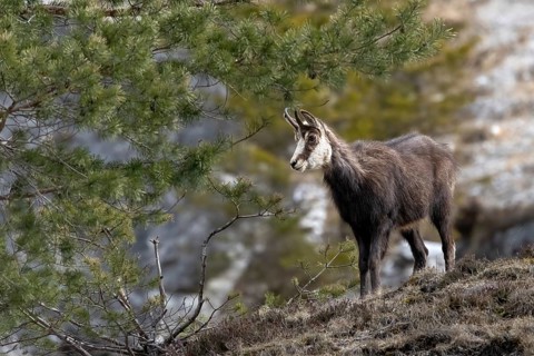 Chamois (Rupicapra rupicapra), Austria, Upper Austria, Totes Gebirge, Europe