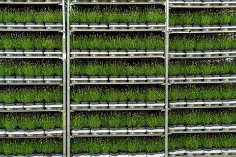 Horticultural company, lavender plants, in flower pots, outdoors, are packed for transport to the