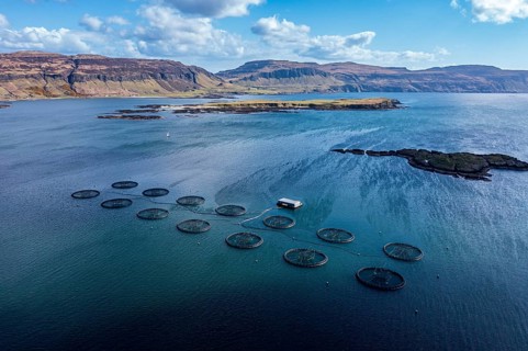 Floating cages of a salmon farm, sea between Isle of Ulva and Isle of Mull, aerial view, Scotland,