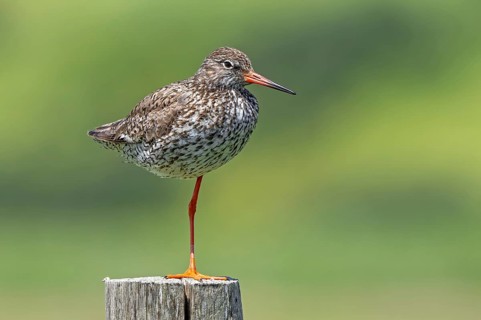 Common redshank (Tringa totanus) in breeding plumage perched on one leg on wooden fence pole along