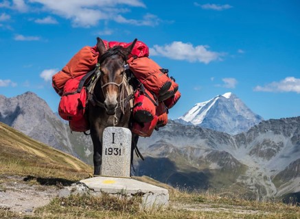 Pack animal at the Grand Col Ferret, carries luggage of hiking groups on the tour Mont Blanc,
